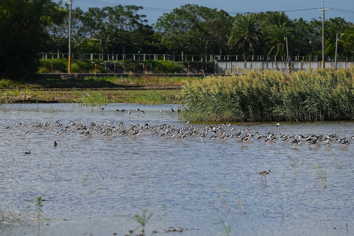 Black-winged Stilt - ML647116843