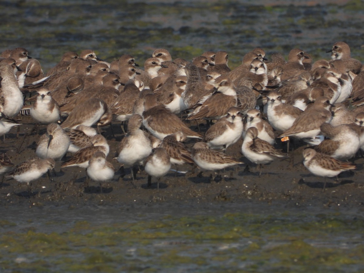 Little Stint - ML647116845