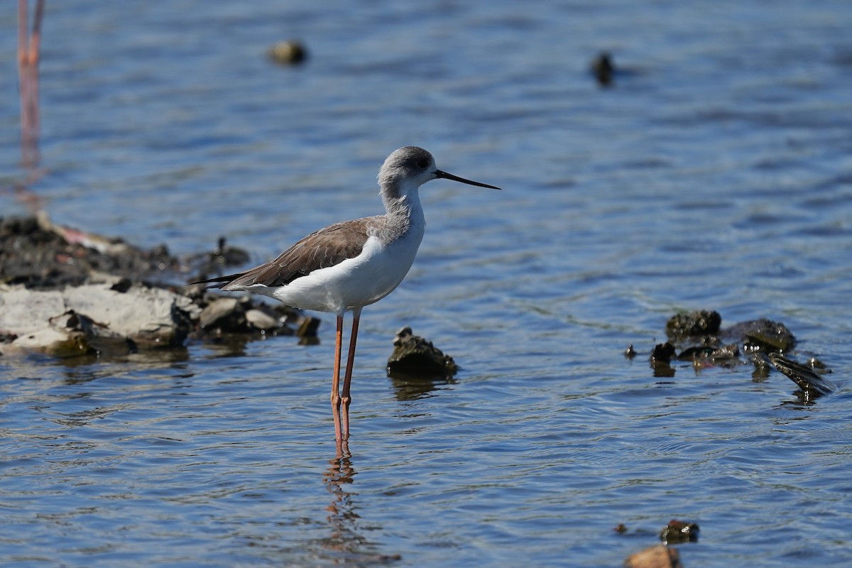 Black-winged Stilt - ML647116847