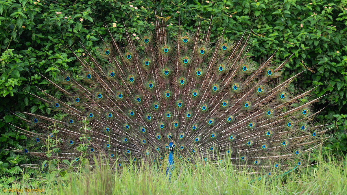 藍孔雀 - ML647116850