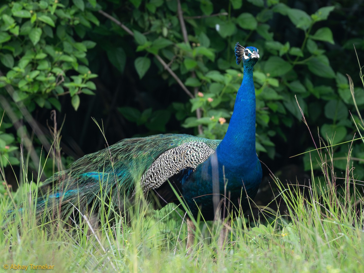 藍孔雀 - ML647116851