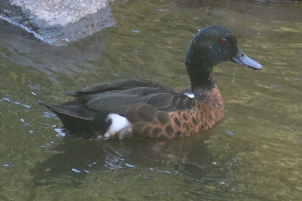 Chestnut Teal - ML647116858