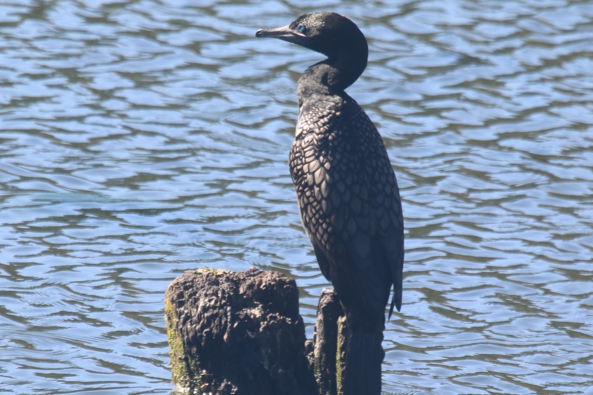 kormorán australský - ML647116864