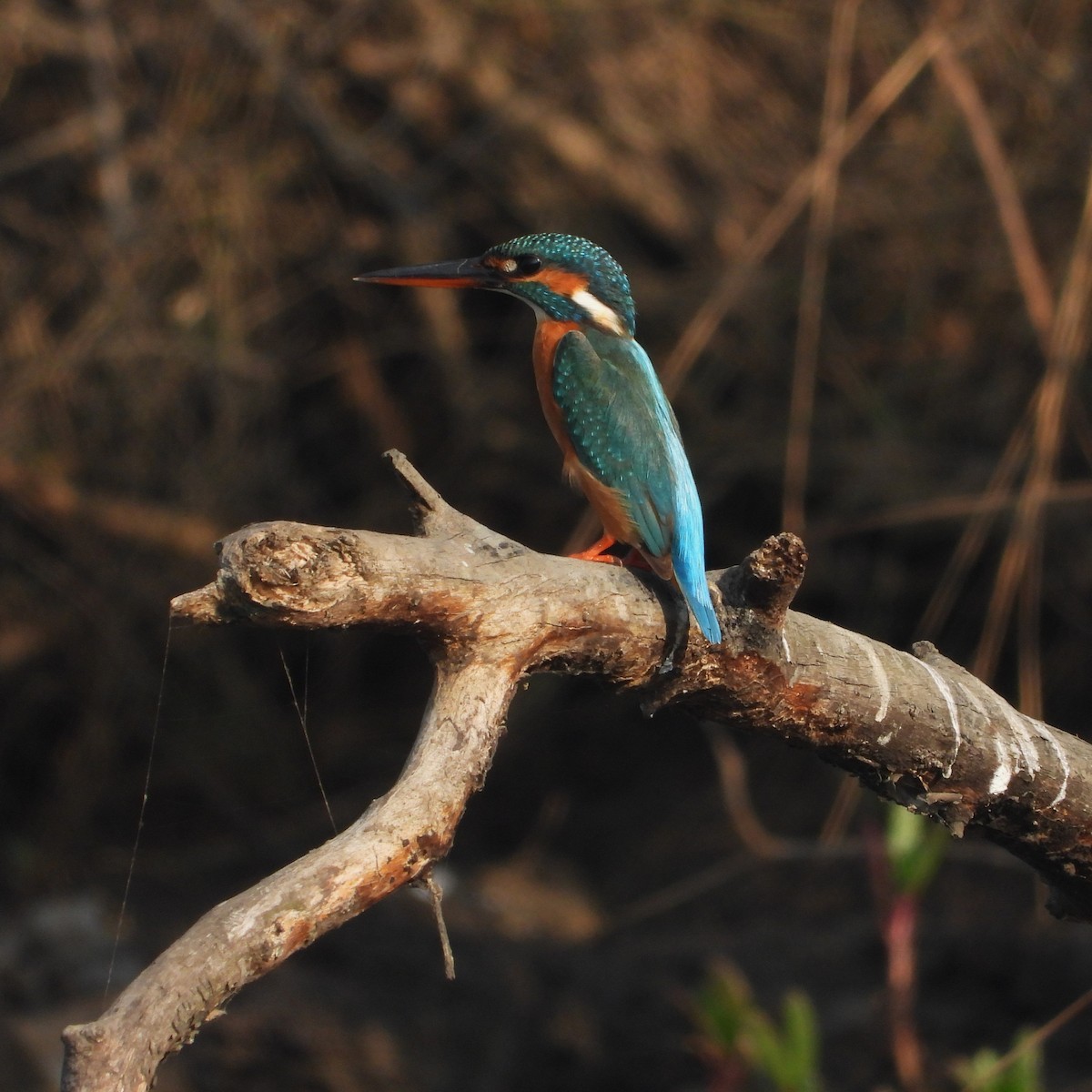 Common Kingfisher - ML647116875
