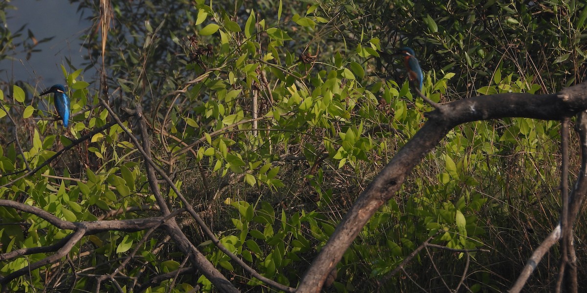Common Kingfisher - ML647116876