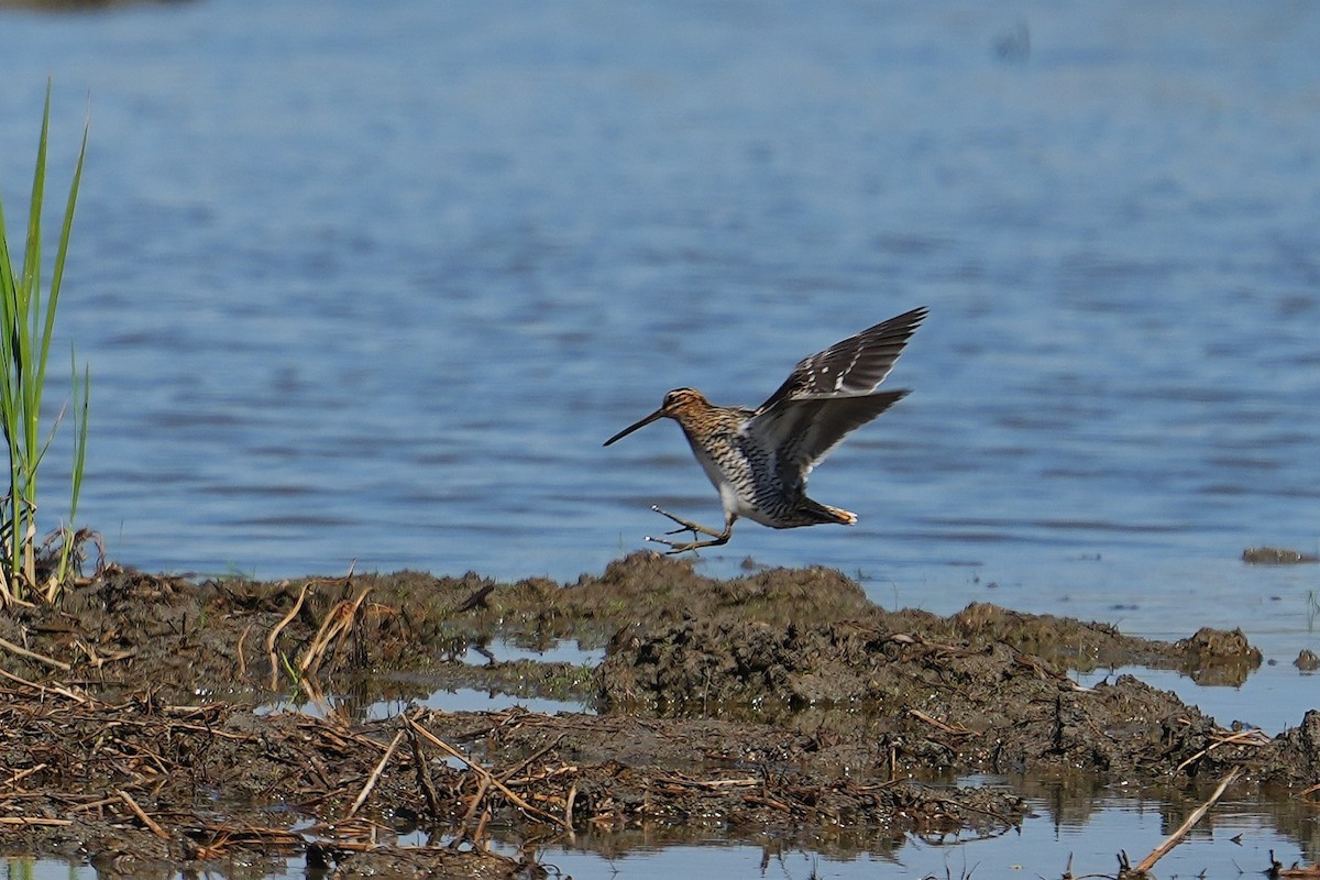 Common Snipe - ML647116880