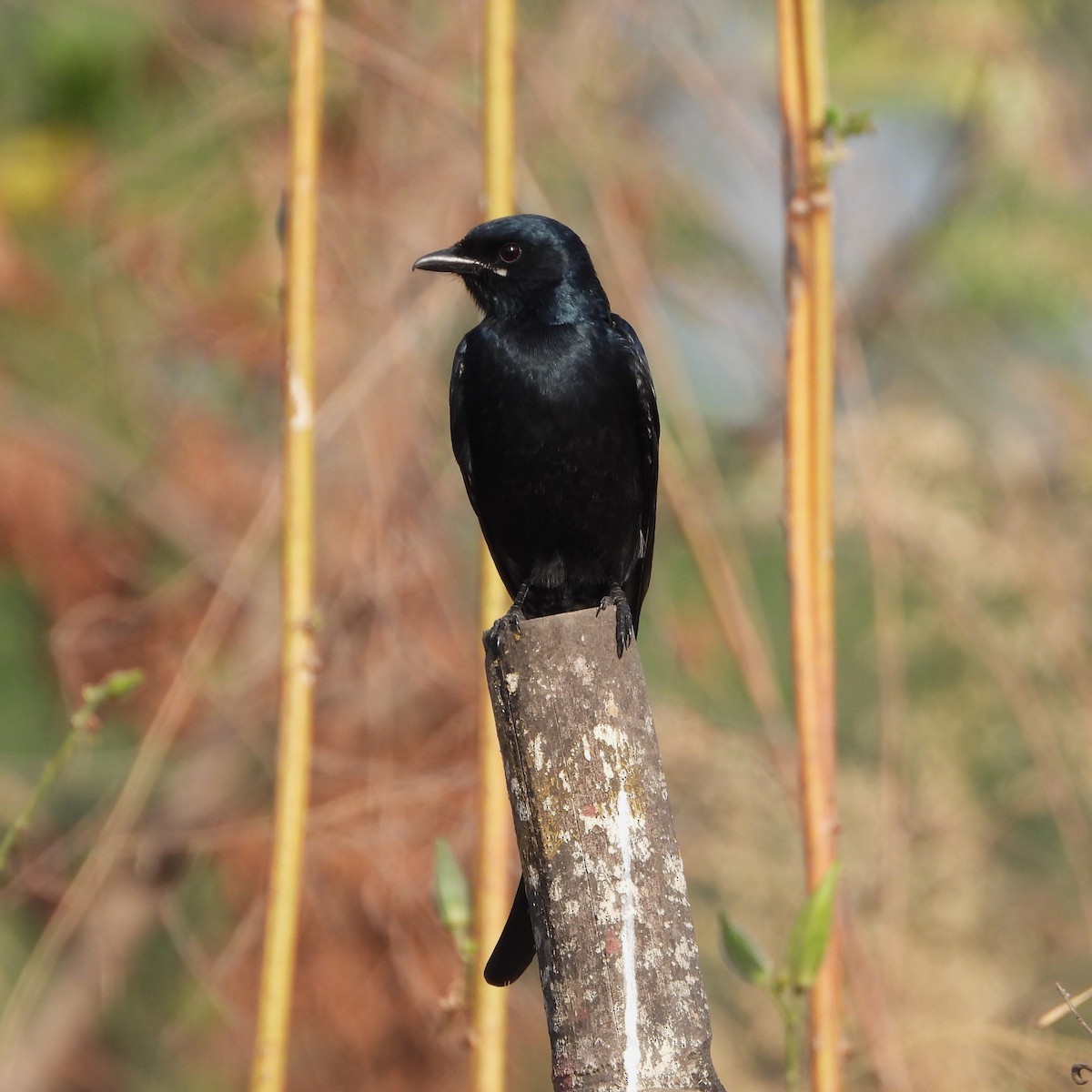 Black Drongo - ML647116881