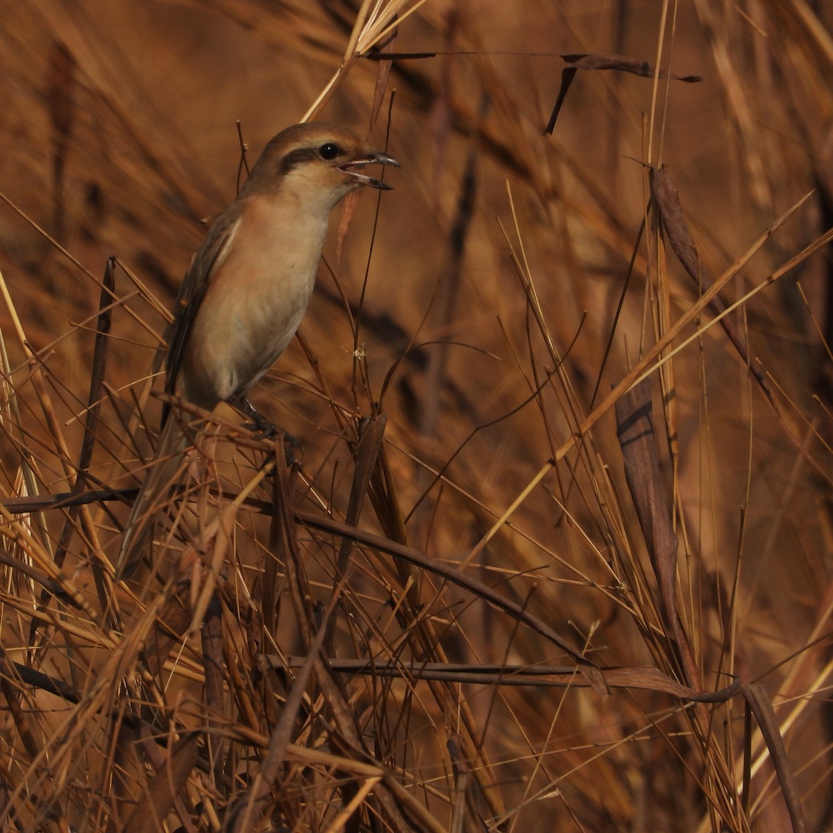 Isabelline Shrike - ML647116882