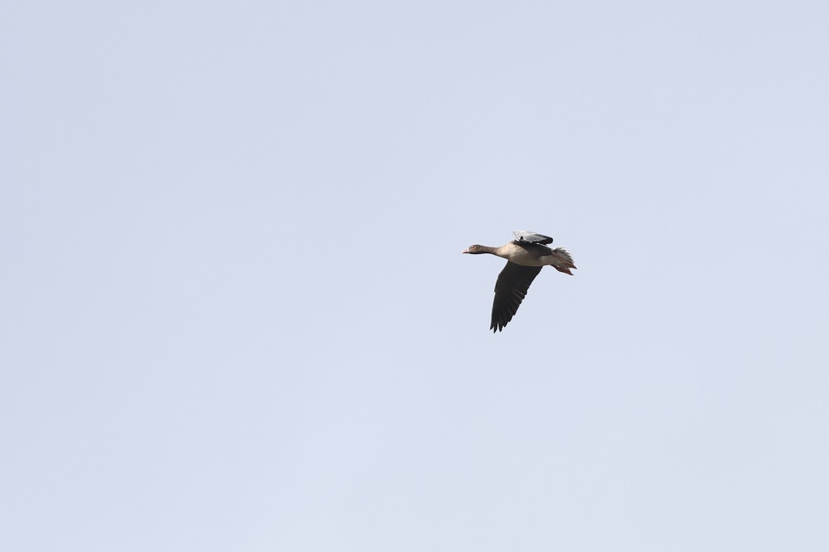 Lesser White-fronted Goose - ML647116883