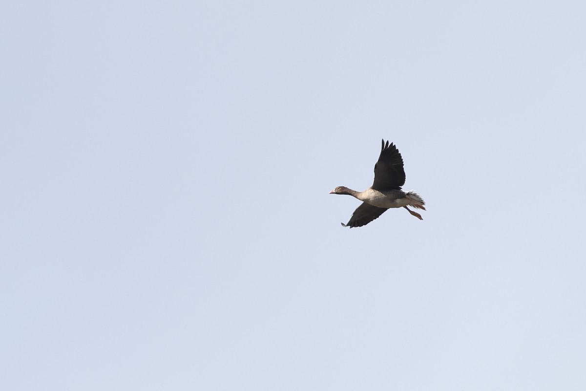 Lesser White-fronted Goose - ML647116884