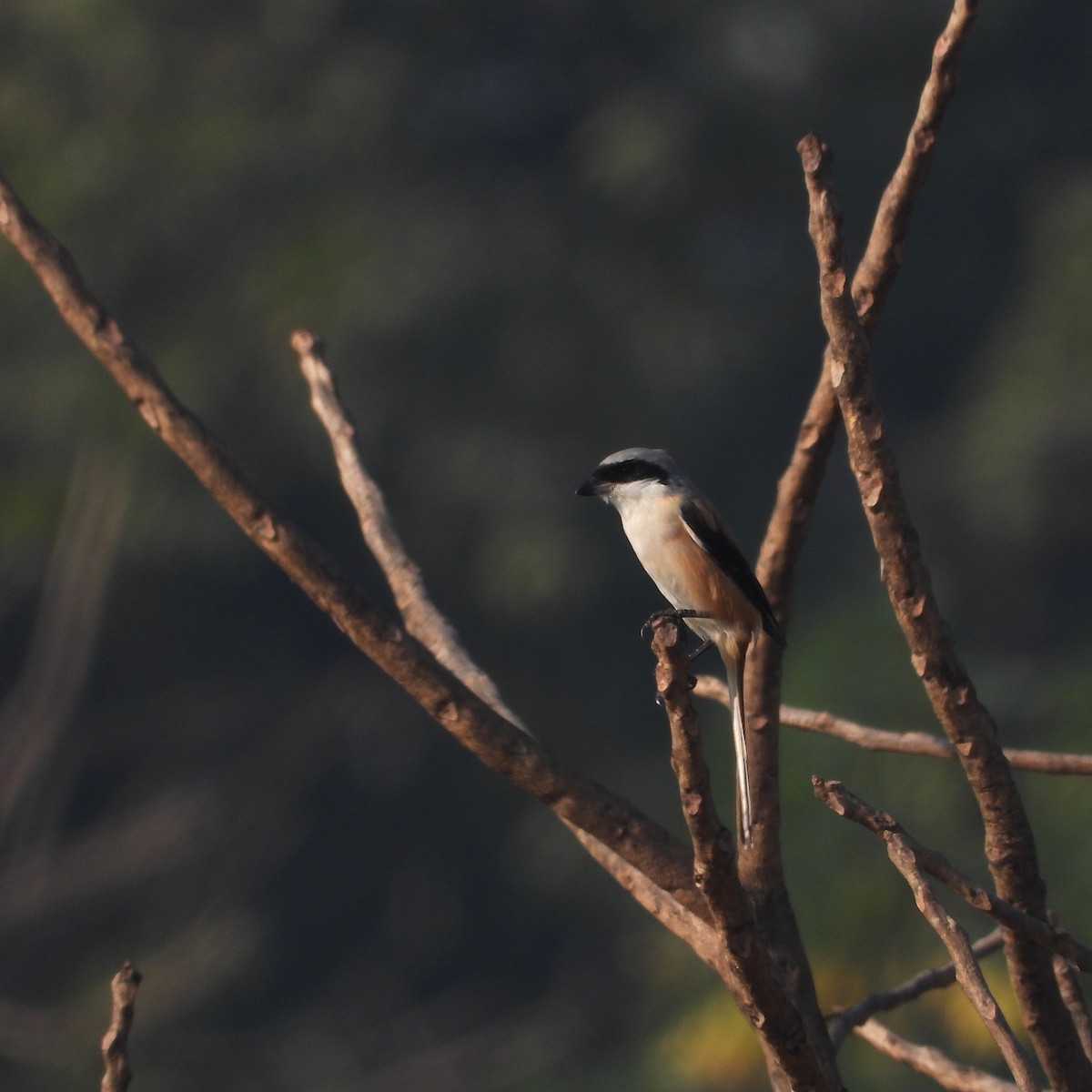 Long-tailed Shrike - ML647116885