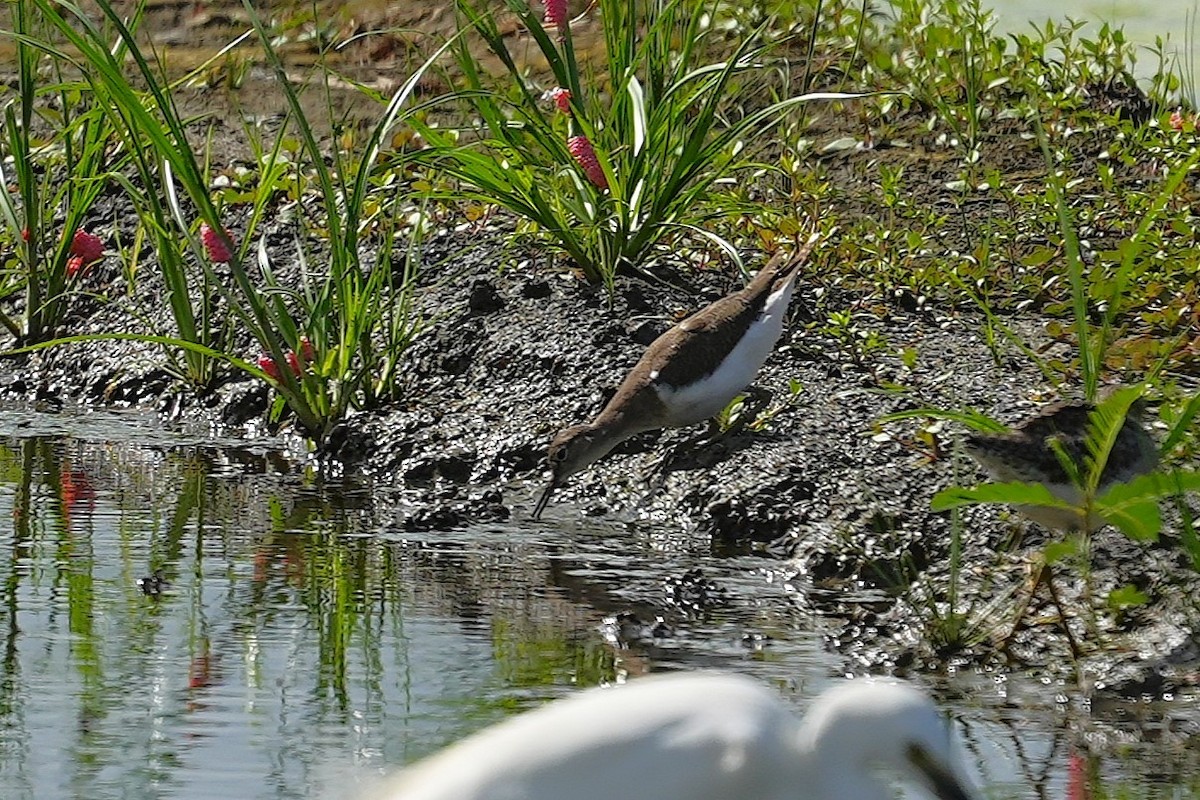 Common Sandpiper - ML647116886