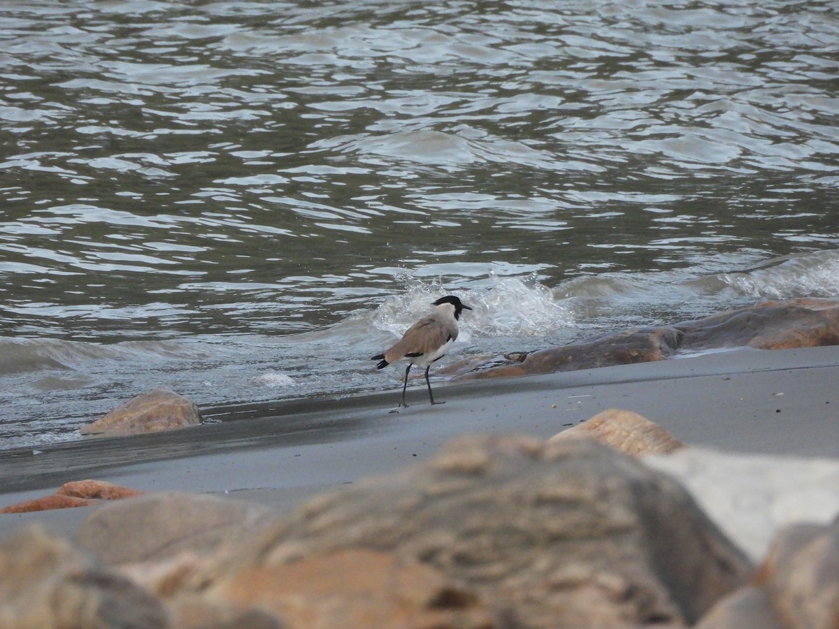 River Lapwing - ML647116887