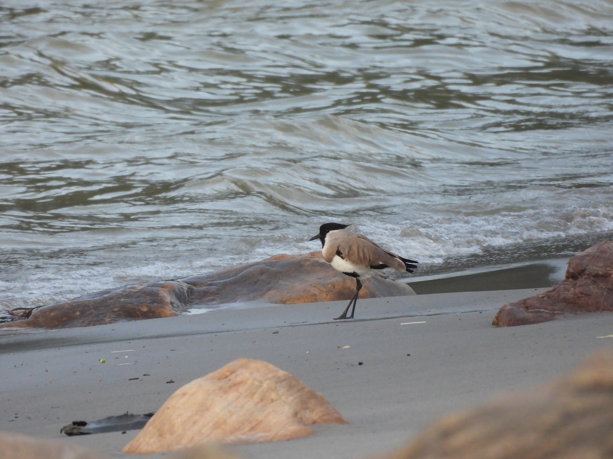 River Lapwing - ML647116888