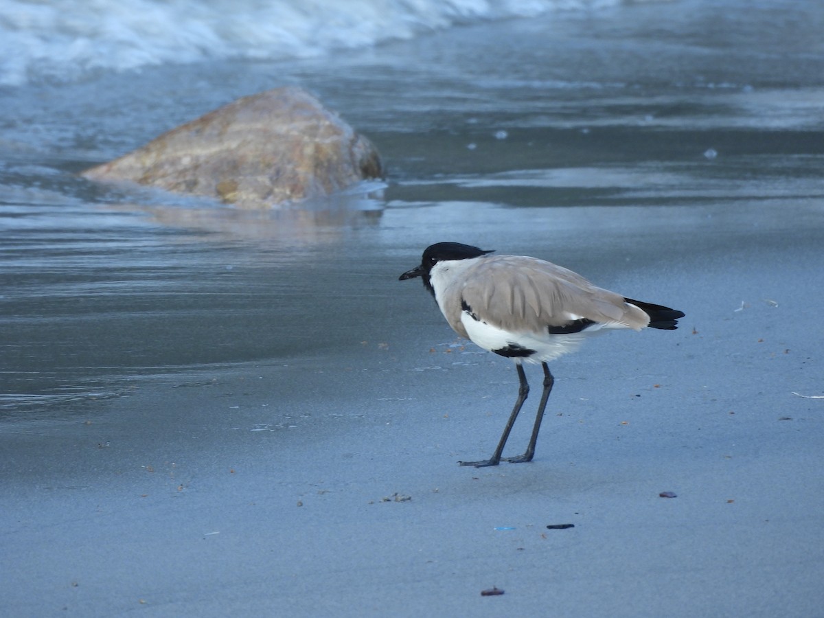 River Lapwing - ML647116889