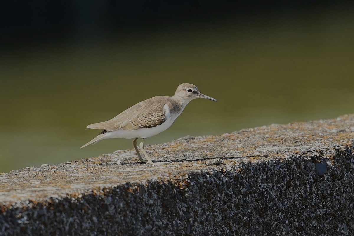 Common Sandpiper - ML647116893