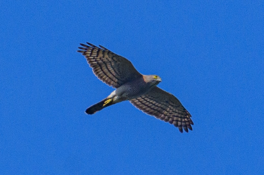 Shikra - ML647116894