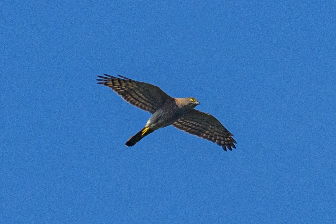 Shikra - ML647116895