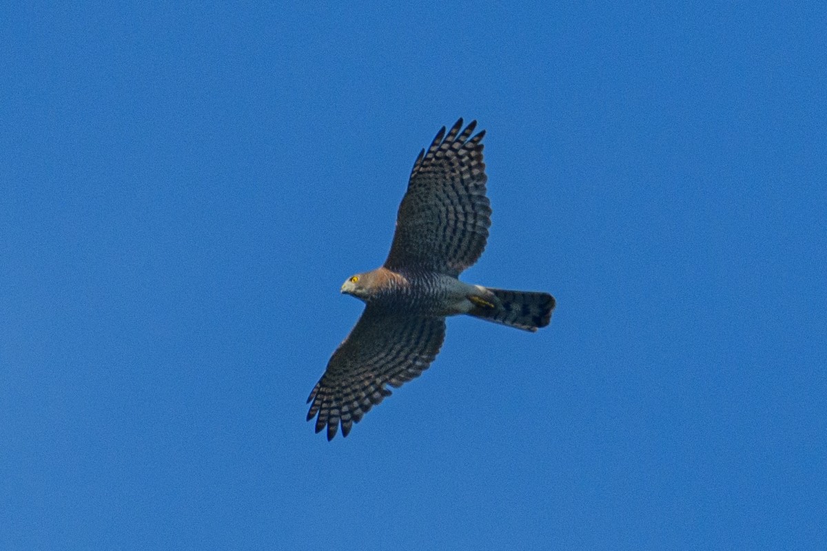 Shikra - ML647116896