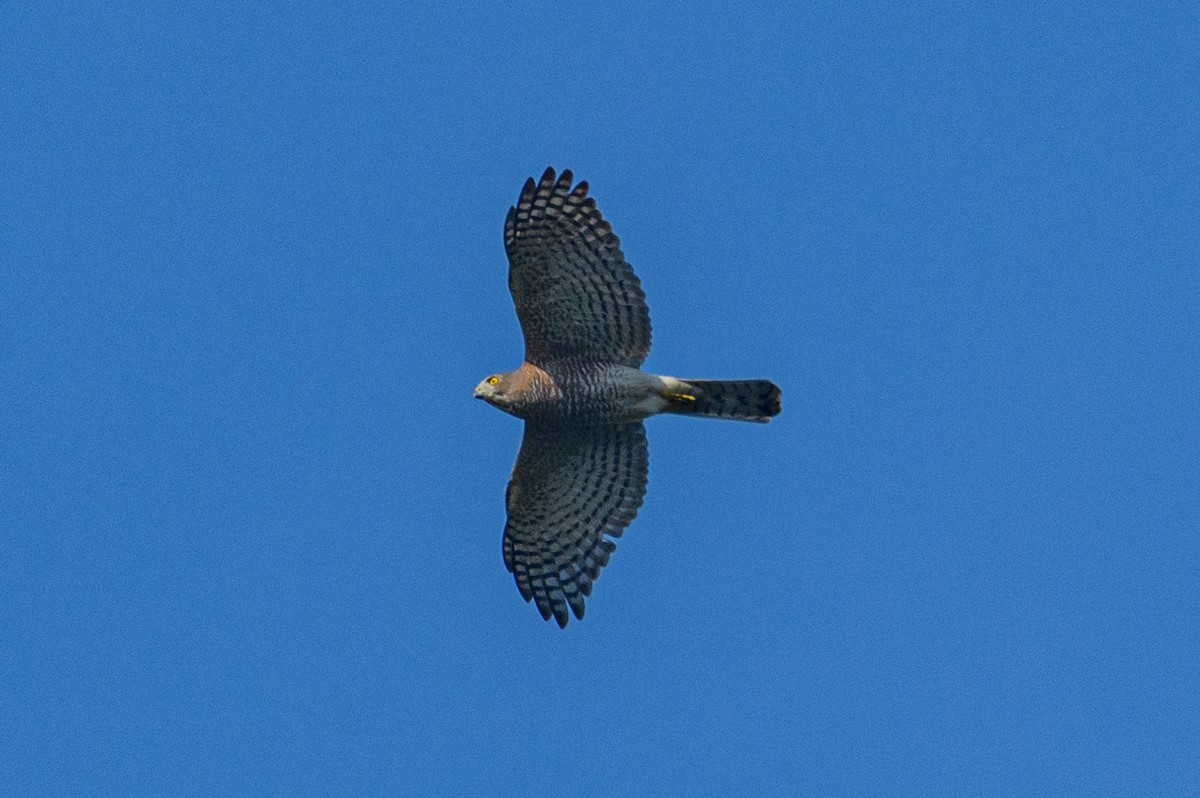 Shikra - ML647116897