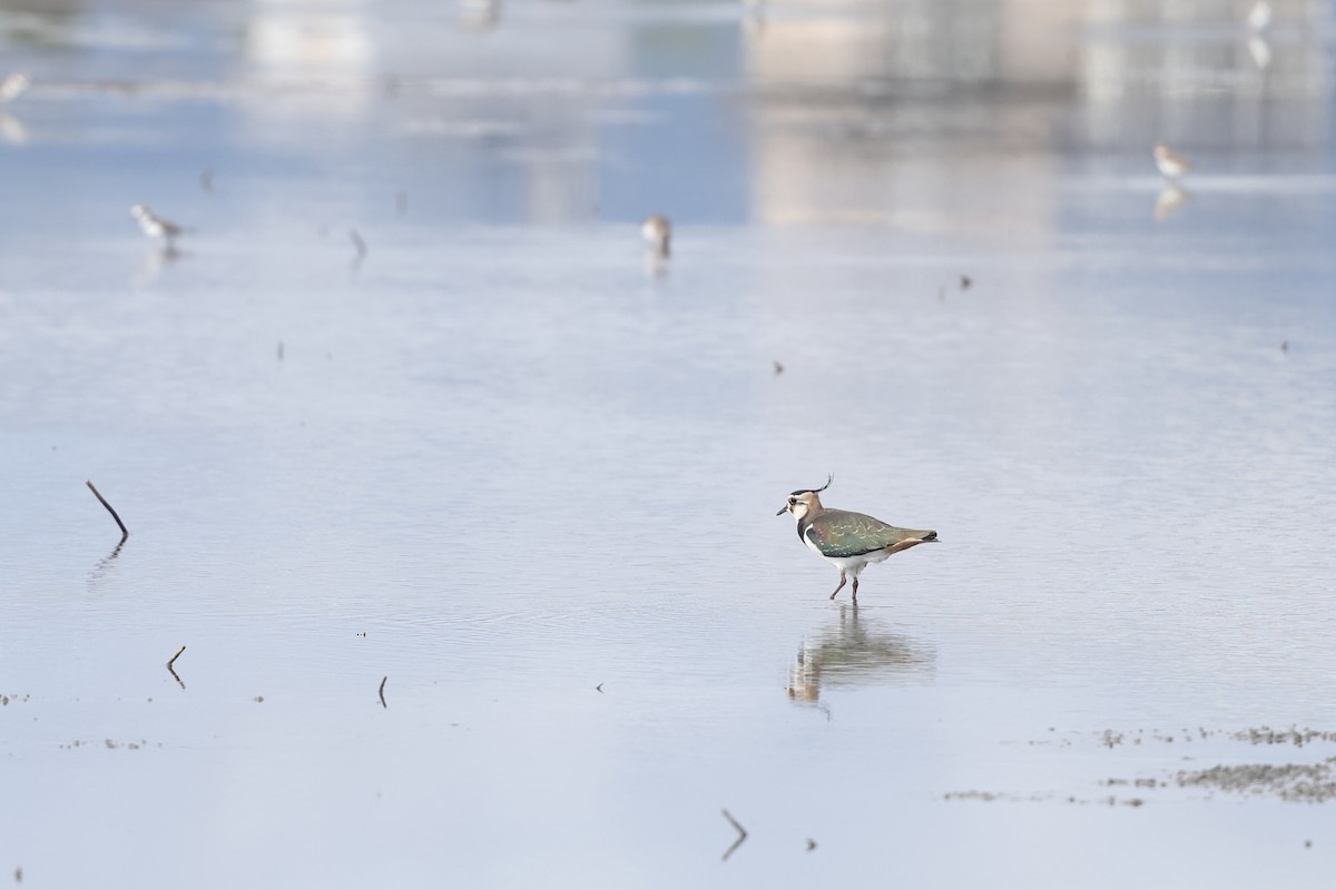 Northern Lapwing - ML647116900