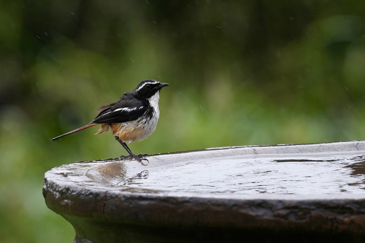 White-throated Robin-Chat - ML647116901