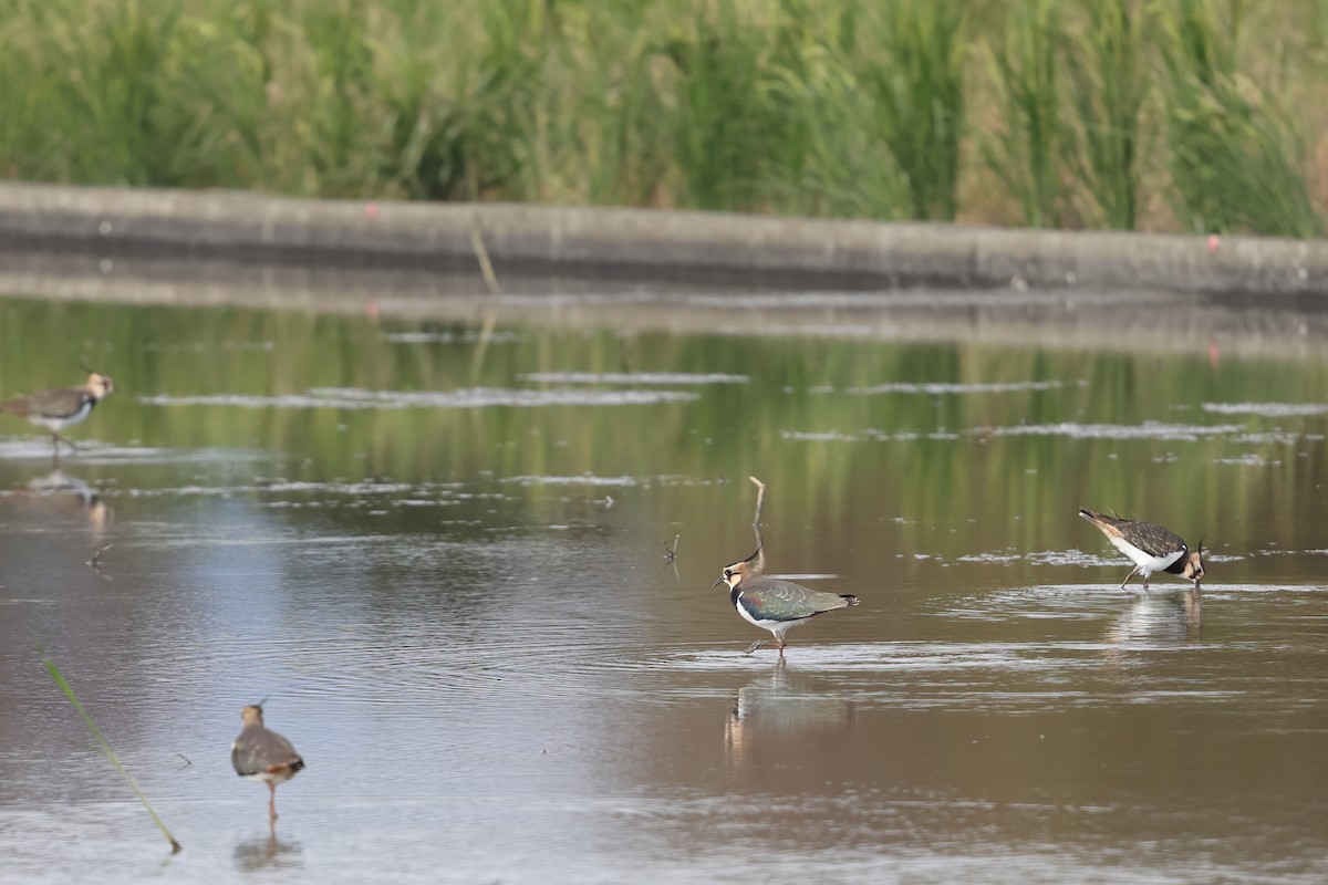 Northern Lapwing - ML647116902