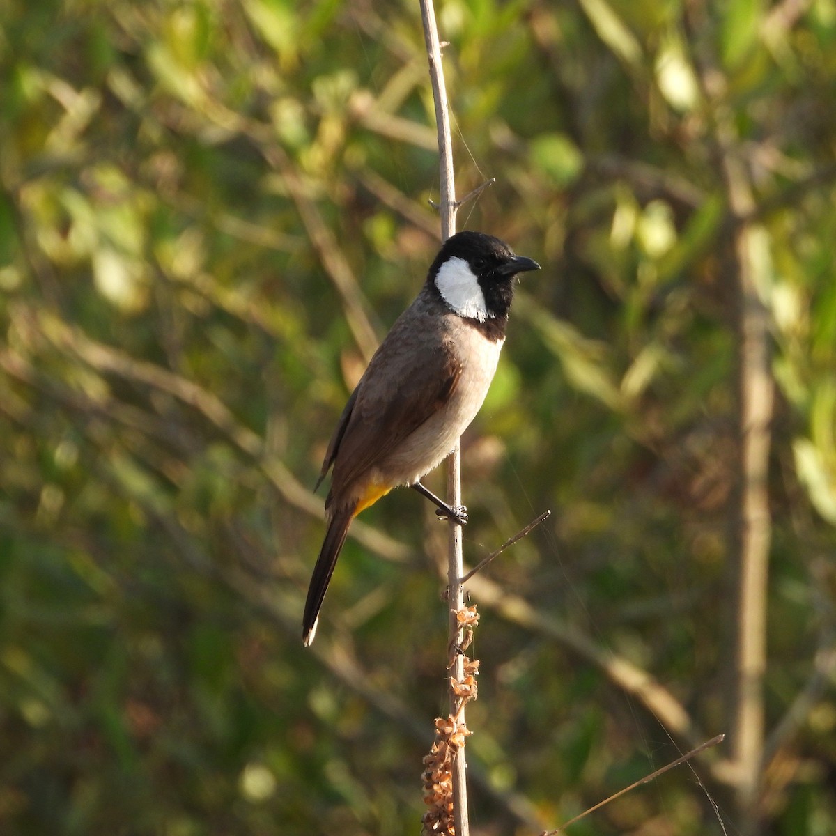 White-eared Bulbul - ML647116904