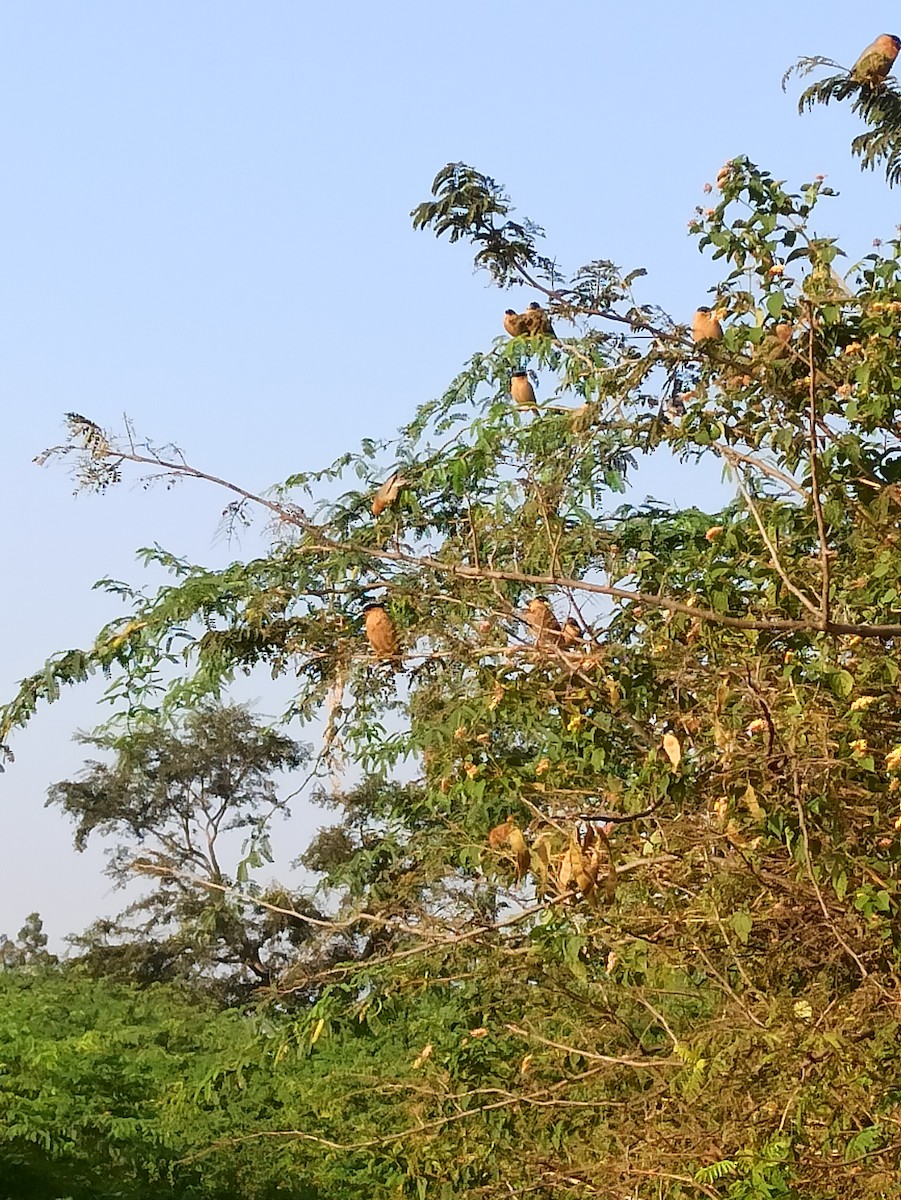Brahminy Starling - ML647116906