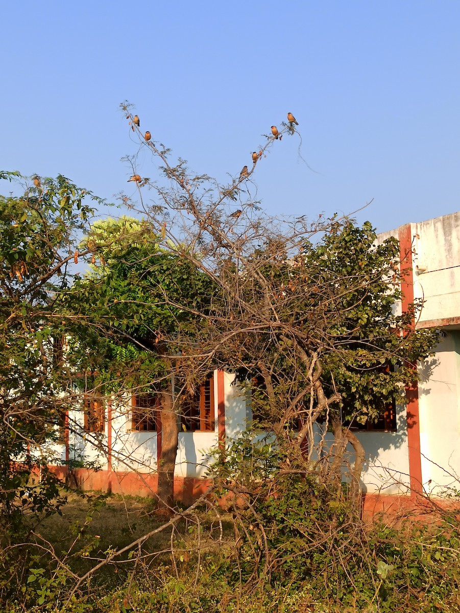 Brahminy Starling - ML647116907