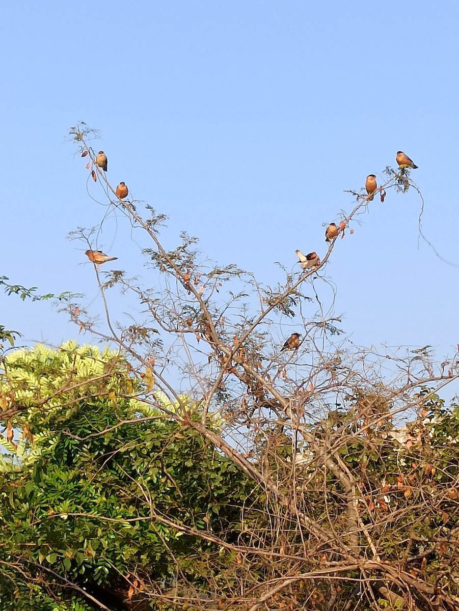 Brahminy Starling - ML647116908
