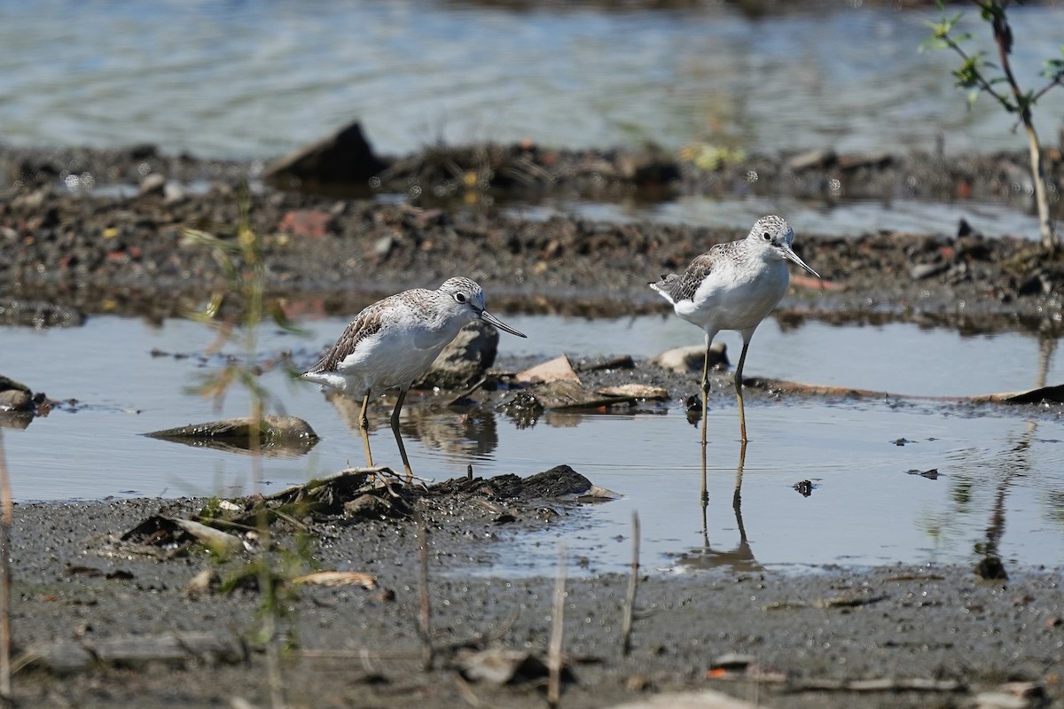 Common Greenshank - ML647116909