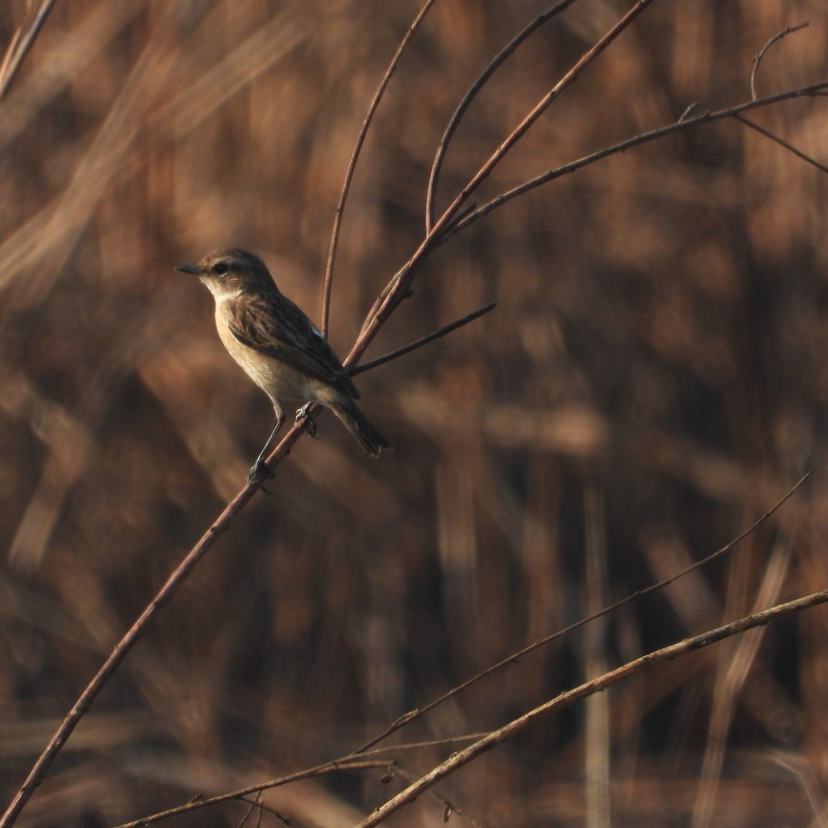 Siberian Stonechat - ML647116910