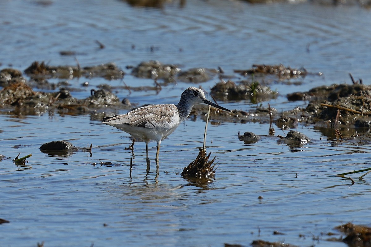 Common Greenshank - ML647116911