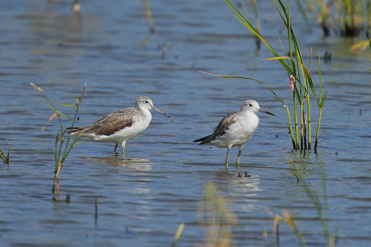 Common Greenshank - ML647116912