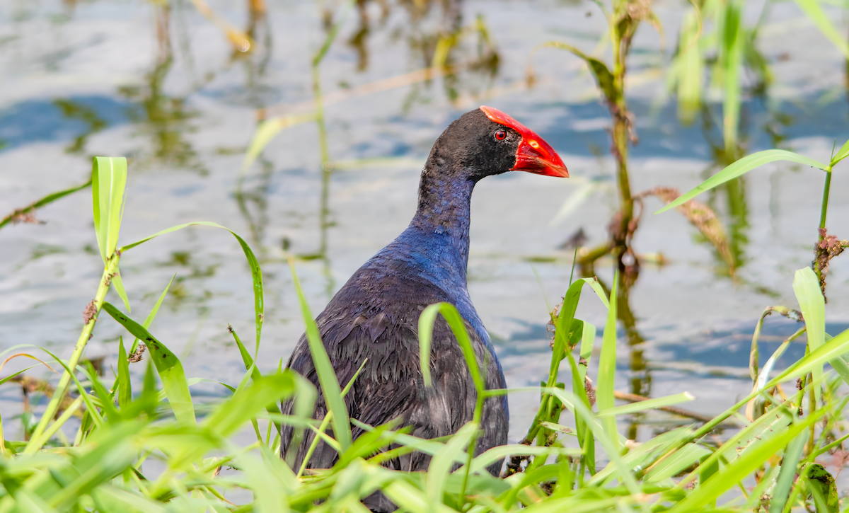 Australasian Swamphen - ML647116932
