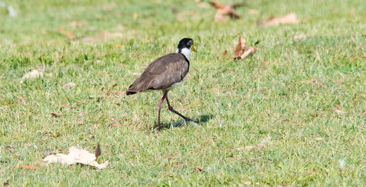 Masked Lapwing - ML647116933