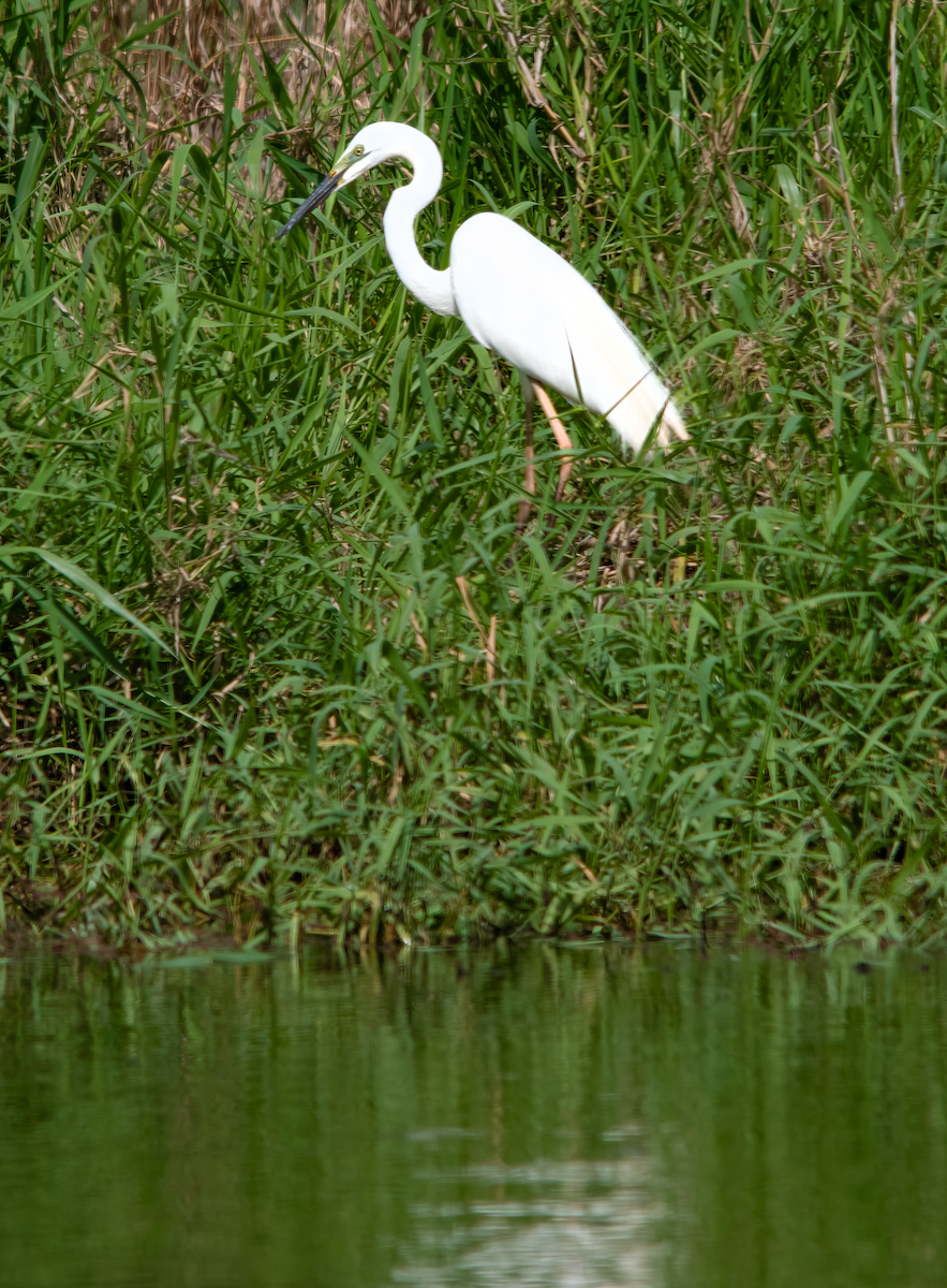Great Egret - ML647116937