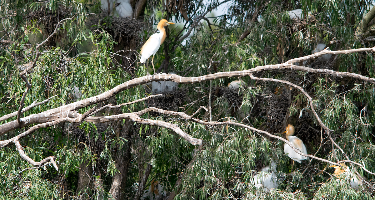 Eastern Cattle-Egret - ML647116940