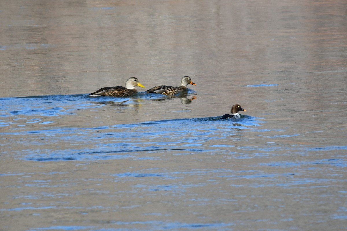 Mexican Duck - ML647116942