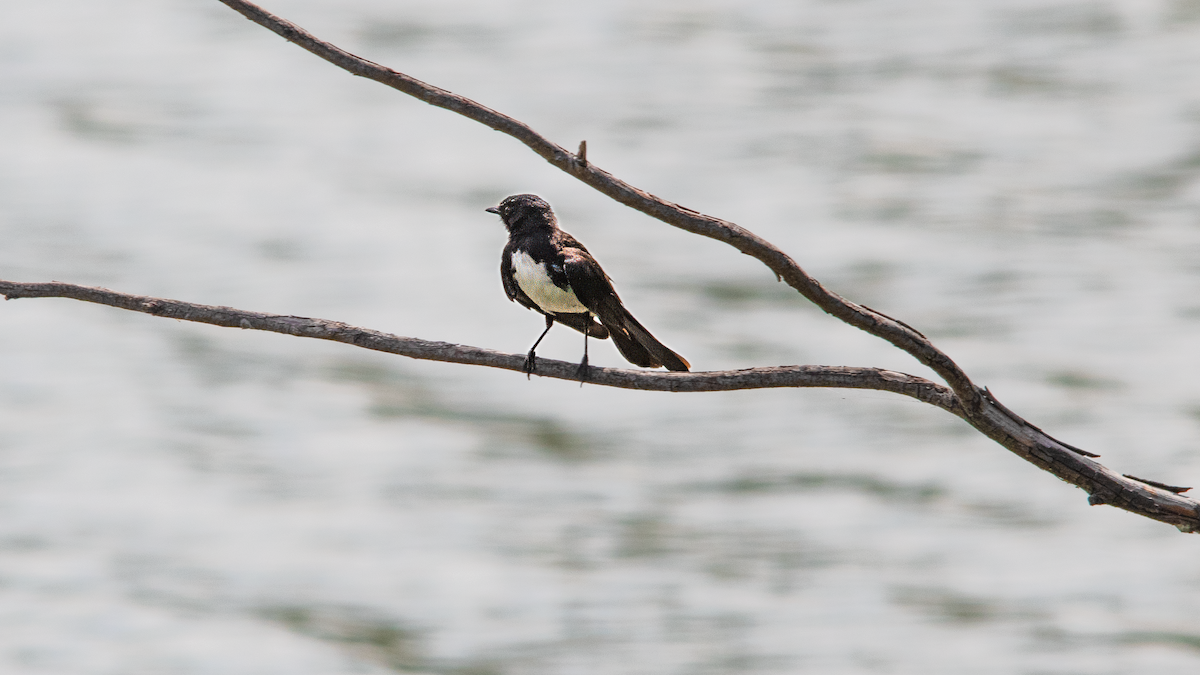 Willie-wagtail - ML647116943