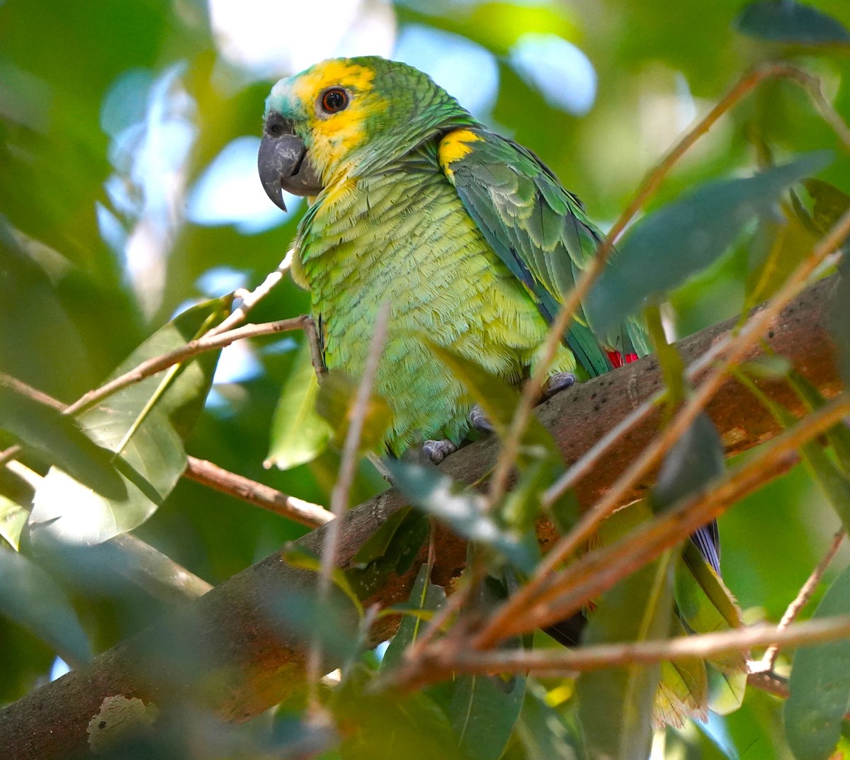 Turquoise-fronted Amazon - ML647116944
