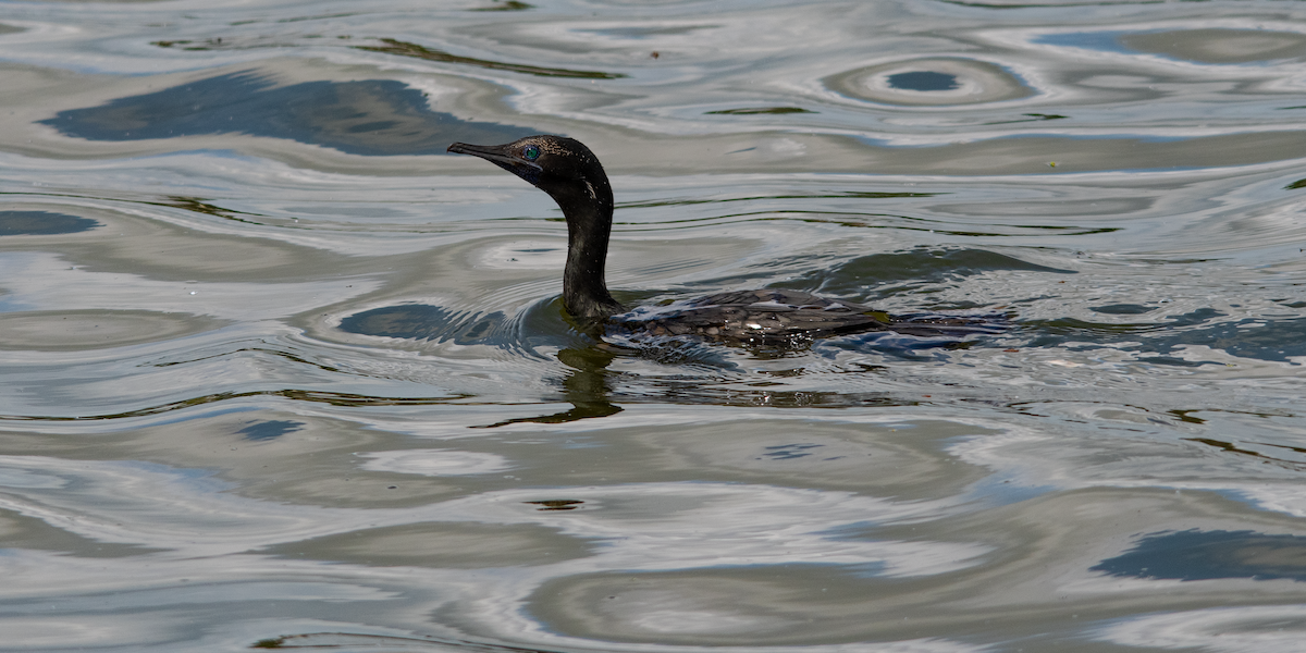 kormorán australský - ML647116945