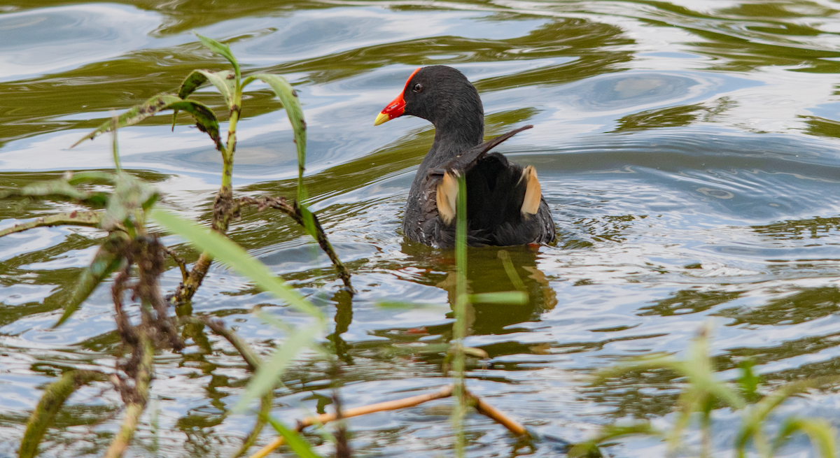 Dusky Moorhen - ML647116950