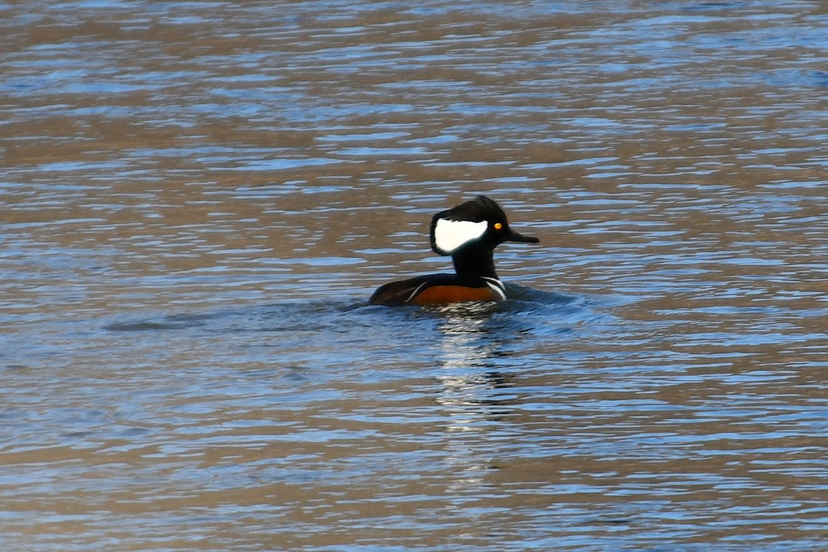 Hooded Merganser - ML647116951