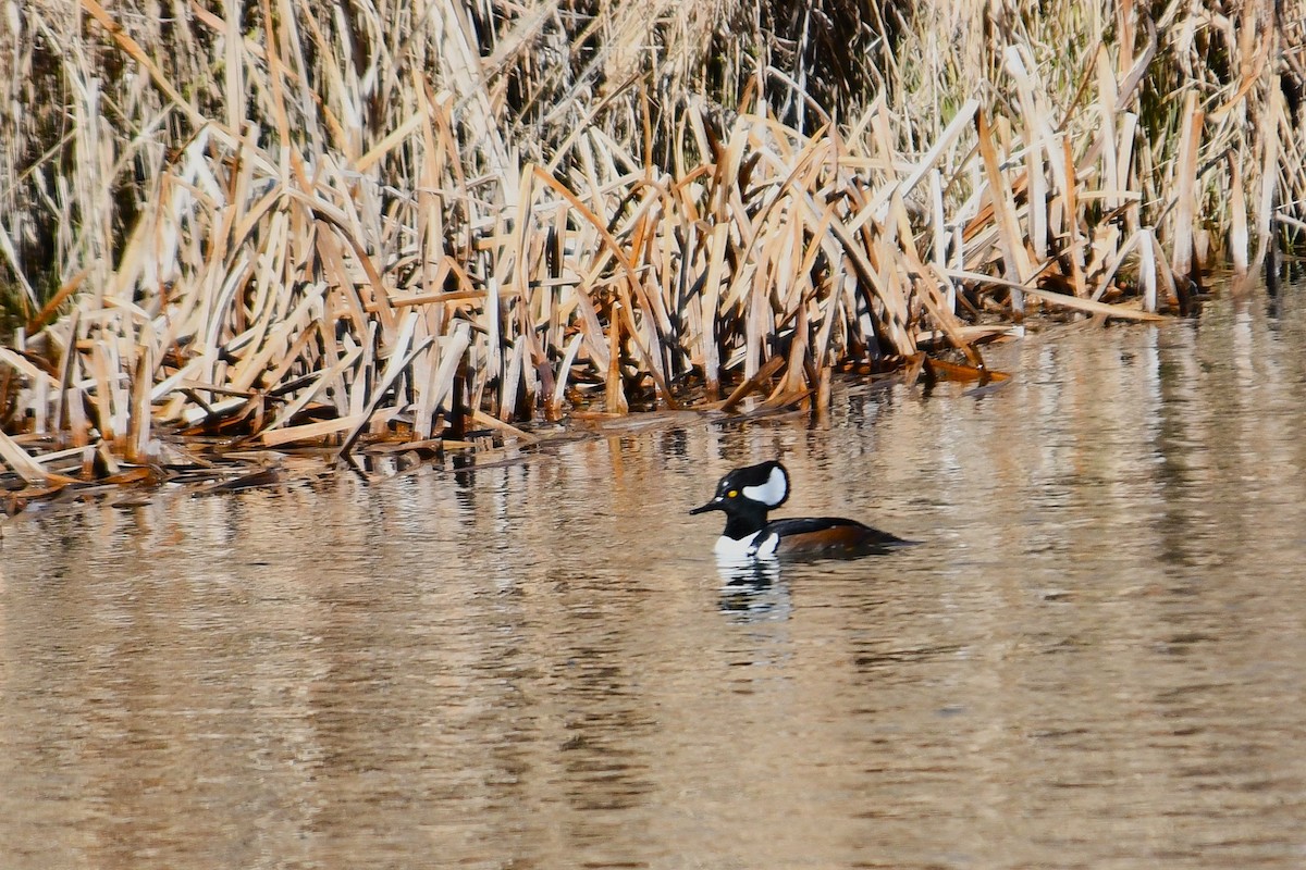 Hooded Merganser - ML647116953