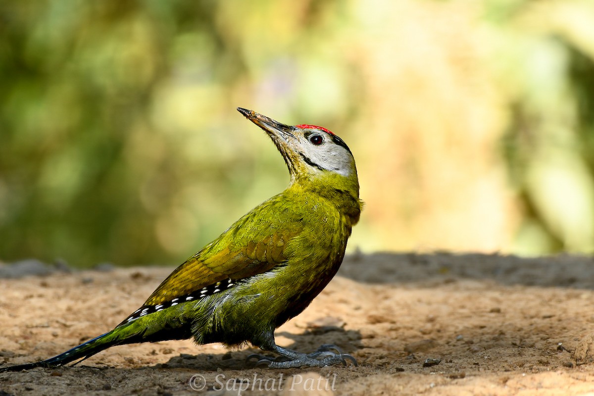 Pic cendré - ML647116964