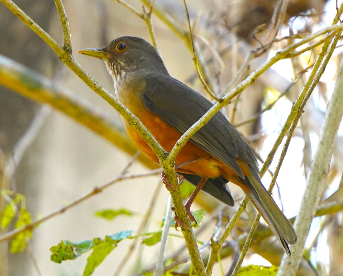 Rufous-bellied Thrush - ML647116965