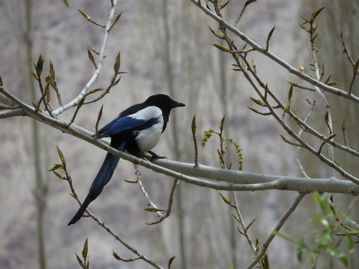 Eurasian Magpie - ML647116968