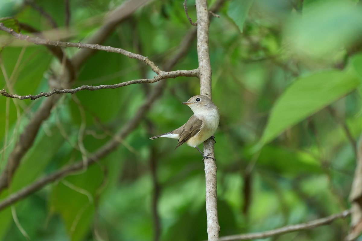 Red-breasted Flycatcher - ML647116983